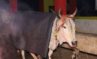 Kashi Vrindavan Gaudham
