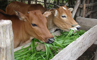 Green Fodder