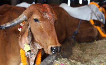 Kashi Vrindavan Gaudham