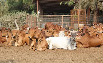 Serve 51 Gau Mata