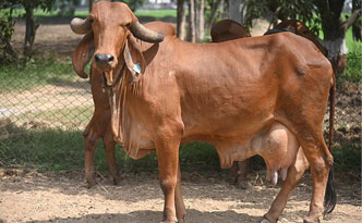 Monthly Care Of A Cow