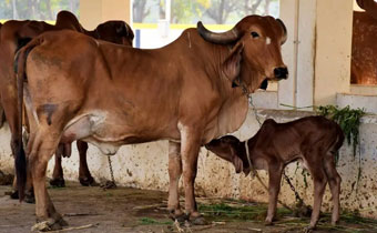 Kashi Vrindavan Gaudham