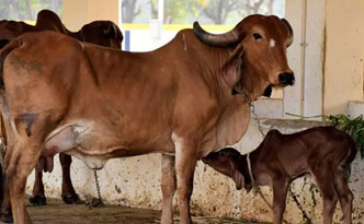 Mother Cow Fodder