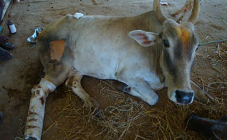 Mother Cow Medical Emergency