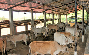 Kashi Vrindavan Gaudham