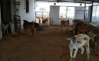 Serve 51 Gau Mata