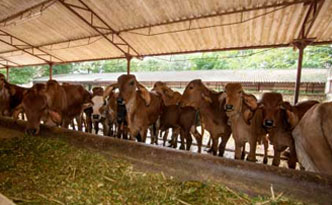 Fodder Museum